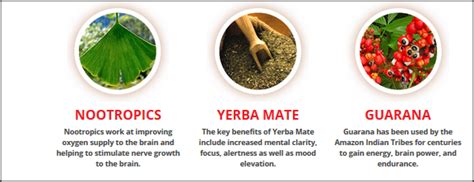 Nootropics Increase Your Brain Power Naturally: Yerba Mate Benefits and Effects