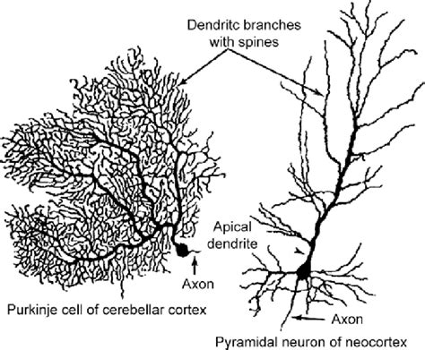 Typical Morphology Of Projection Neurons Reproduced From Fig