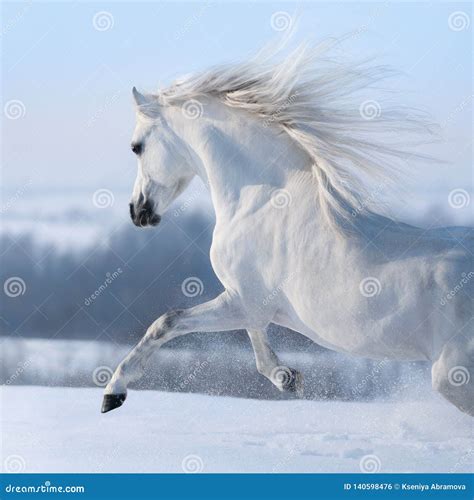 Beautiful White Horse with Long Mane Galloping Across Winter Meadow ...