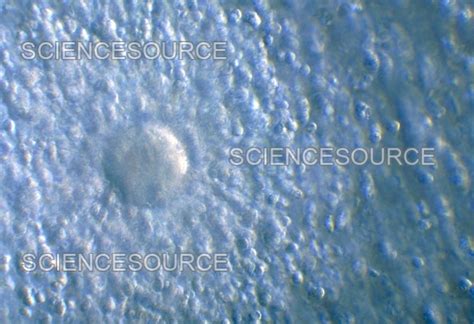 human egg stock image science source images