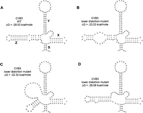 M Fold Structure Predictions Predicted Rna Secondary Structures For