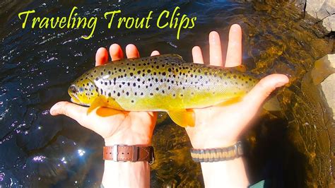 BIG Rainbow BIG Brown Trout Fishing Cross Forks Poconos YouTube