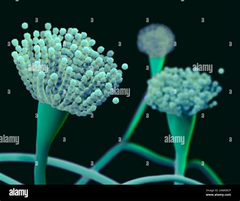 Condiophores Of Aspergillus Fungus Illustration Stock Photo Alamy