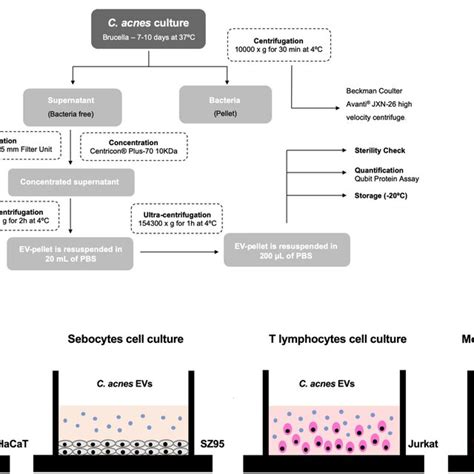 EVs Isolation Protocol And In Vitro Experimental Design A Process To