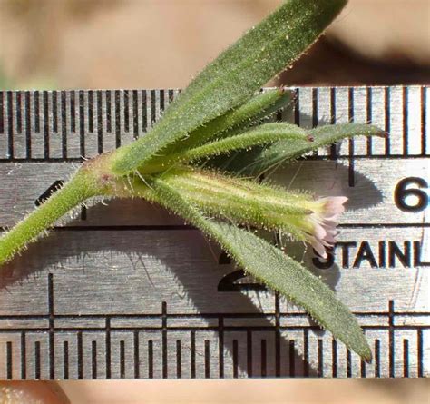 Silene Gallica Calflora