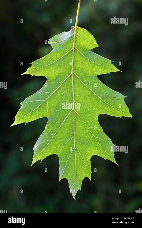 Leaf Red Oak Quercus Rubra Stock Photo Alamy