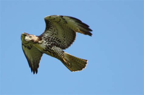 Juvenile Red Tailed Hawk Juvenile Red Tailed Hawk Buteo J Flickr