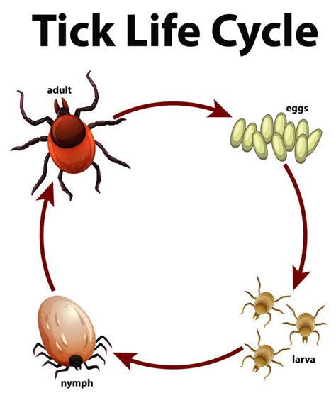 The Tick Life Cycle: Understanding the Enemy for Better Prevention ...