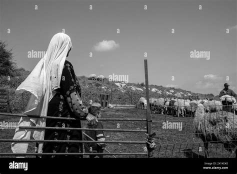 Bedouin Shepherd With A Flock Of Sheep In The Negev Israel Stock Photo