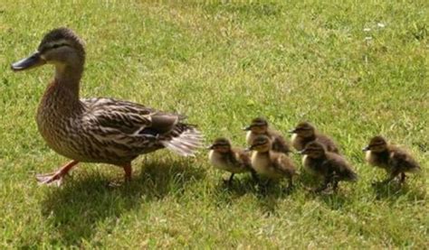 Duck Imprinting 9 Important Things To Know About Imprinting Iduckn