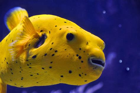 Arothron Citrinellus Golden Puffer Fish Natureloving Flickr