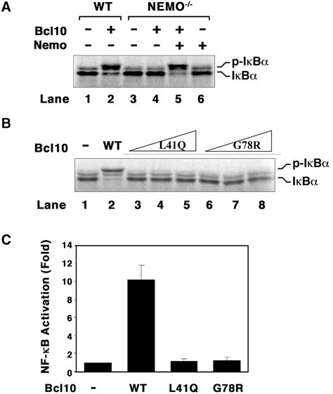 The Traf Ubiquitin Ligase And Tak Kinase Mediate Ikk Activation By