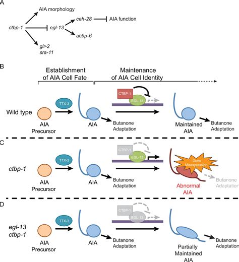 The transcriptional corepressor CTBP-1 acts with the SOX family ... 