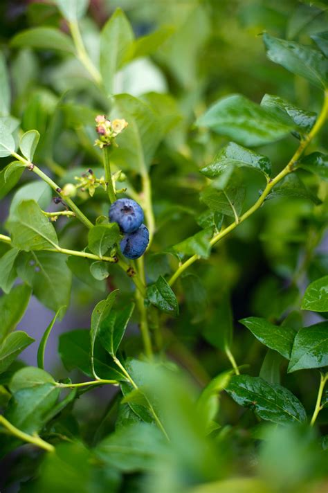 BLUEBERRY BLUECROP For Sale in Boulder Colorado