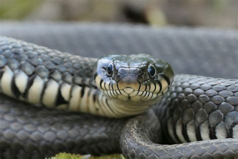 Snake Removal Bath County, VA - Virginia Snake Removal