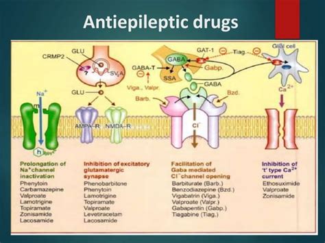 anti epileptic drugs pptx brain  nervous system disorders