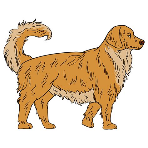 How To Draw A Golden Retriever Really Easy Drawing Tutorial