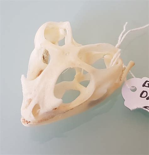 Bearded Dragon Skull Pogona Vitticeps 3×4×5 Cm Nvt Catawiki