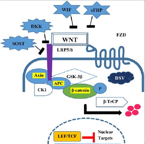 (C ): In the presence of Wnt antagonists, Wnt ligand and receptor are... | Download Scientific ...