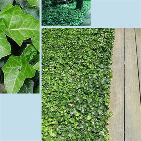 Hirts Baltic English Ivy 48 Plants Hardy Groundcover 1 34 Pots