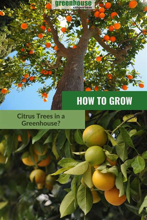 How To Grow Citrus Trees In A Greenhouse Greenhouse Emporium Citrus