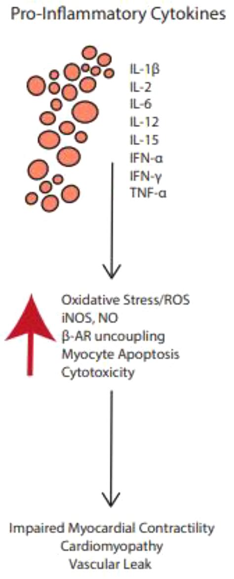 Frontiers Overcoming The Cardiac Toxicities Of Cancer Therapy Immune