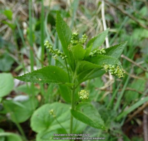 Dogs Mercury Mercurialis Perennis