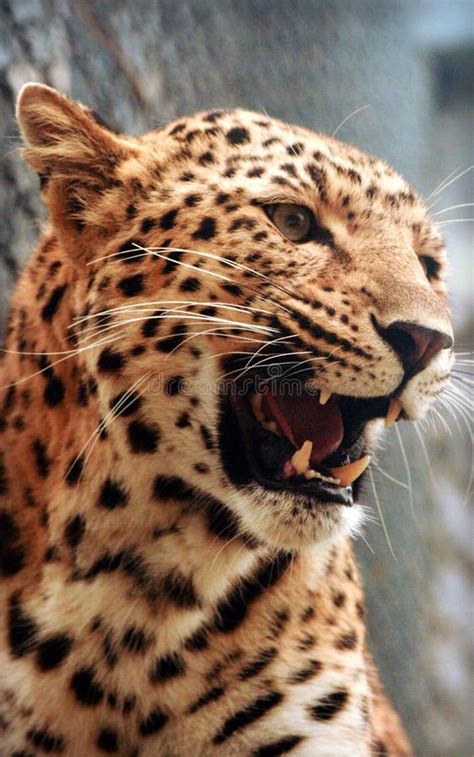 North Chinese Leopard Panthera Pardus Japonensis Stock Image Image