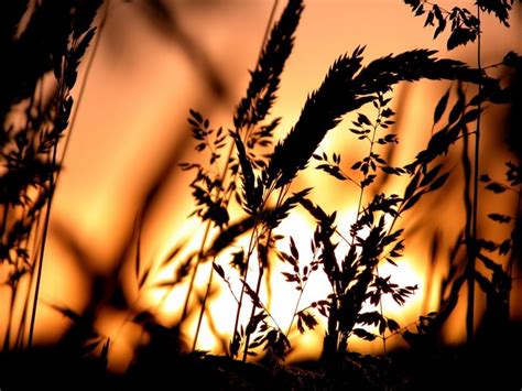 1149777 Sunlight Sunset Nature Grass Plants Silhouette Branch Morning Spikelets Light