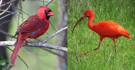 Red Birds: 8 Of The Most Iconic & Science Behind Their Color - Learn About Nature