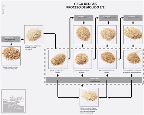 Proceso De La Harina De Trigo Estudiar