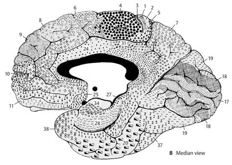 Neocortex Cortical Areas