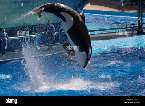 Tilikum hi-res stock photography and images - Alamy