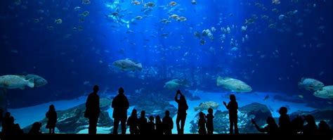 ISTANBUL AQUARIUM TOUR | Tour Guides Istanbul