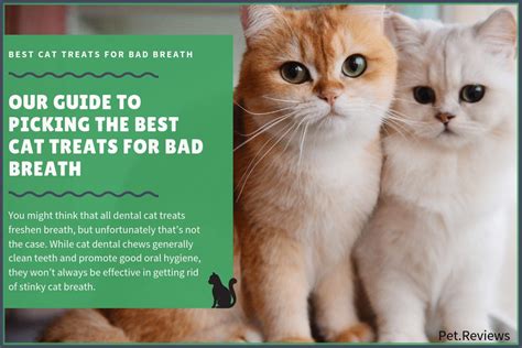 7 Best Cat Treats for Bad Breath With Our 2024 Budget-Friendly Pick