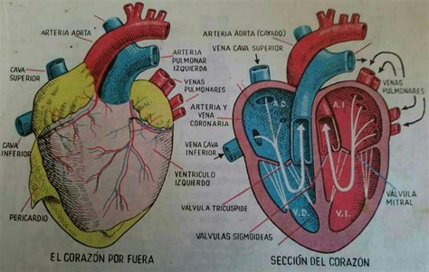 Arterias Y Venas Del Corazon