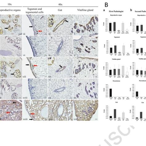 A Immunoperoxidase Localization On Paraffin Embedded O Viverrini