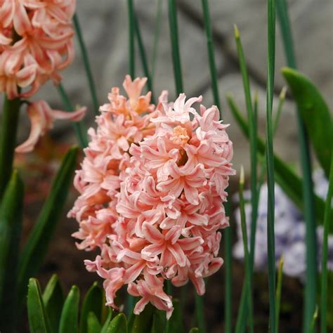 Jacinthe Gipsy Queen Hyacinthus X Orientalis