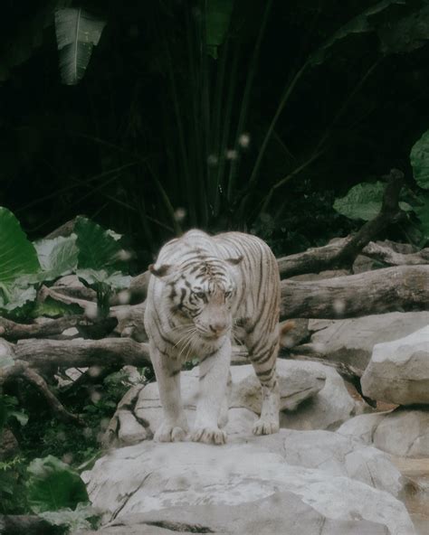 White Tiger Wallpaper Photos, Download The BEST Free White Tiger Wallpaper Stock Photos & HD Images