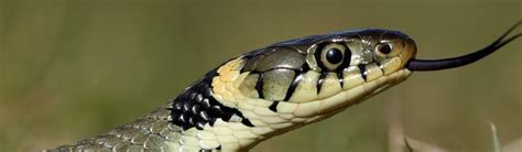 Grass Snake Facts - Pet Food Guide