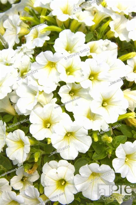 PETUNIA 'LITTLETUNIA WHITE GRACE', Stock Photo, Picture And Rights ...