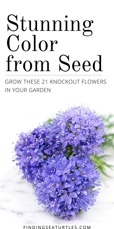 21 Gorgeous Garden Plants Easy to Grow From Seeds