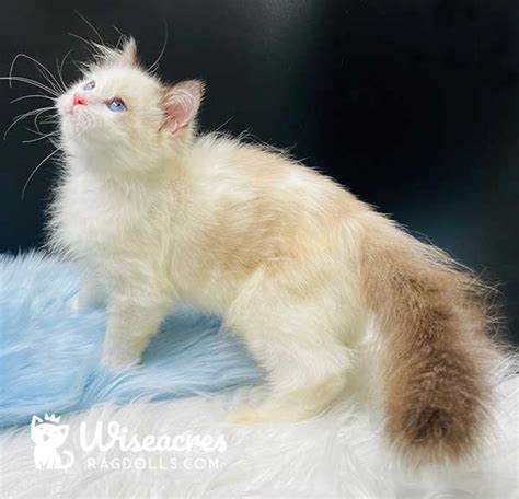 Blue Point Bicolor Ragdoll Kittens For Sale Wiseacres