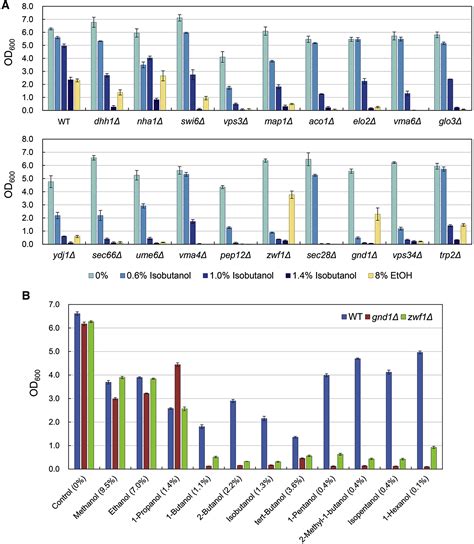 Critical Roles Of The Pentose Phosphate Pathway And GLN3 In Isobutanol