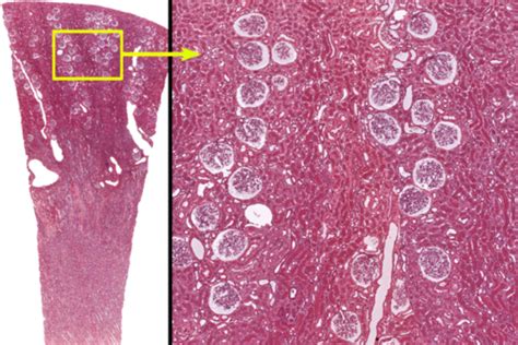 Histology Urinary Flashcards Quizlet