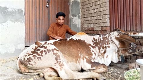 Finally Qurbani Ka Janwer Le Liya Bakra Eid Special Eid Vlog Cow