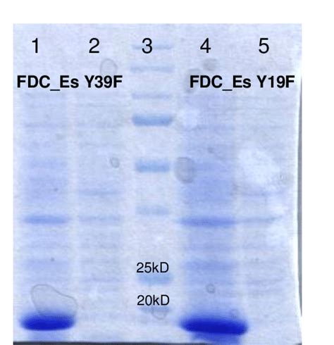 Figure S1 Sds Page Analysis Of Enzyme Variants Fdc Es Y19f And Fdc Es Download Scientific