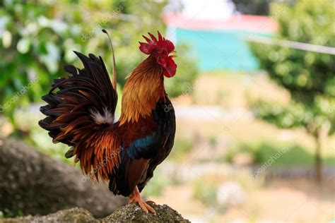 Colorful Rooster Crowing — Stock Photo © Dima266f 49240259