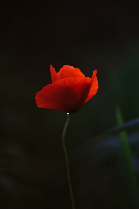 Red Poppy Flower Stock Photos, Images and Backgrounds for Free Download