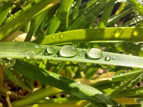 Gotas De Gua Na Folha Foto Stock Gratuita Public Domain Pictures